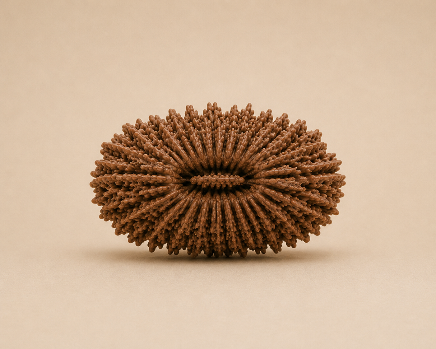 21 Mukhi Rudraksha (Nepal Origin)